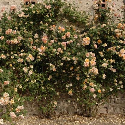 Parure D'or ®' Climbing Roses garden rose bushes potted or bare root plants