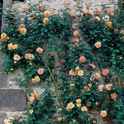 Parure D'or ®' Climbing Roses garden rose bushes potted or bare root plants