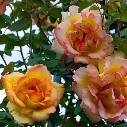 Parure D'or ®' Climbing Roses garden rose bushes potted or bare root plants
