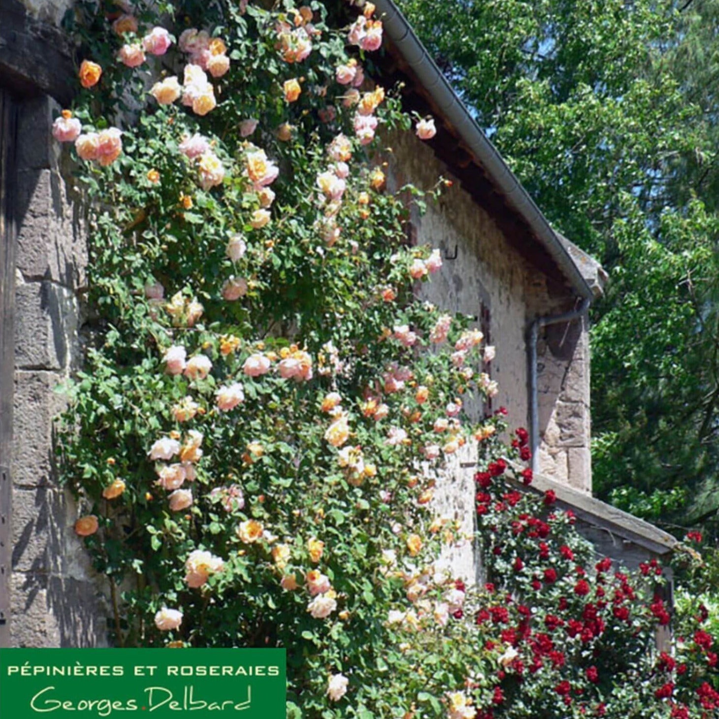 Parure D'or ®' Climbing Roses garden rose bushes potted or bare root plants