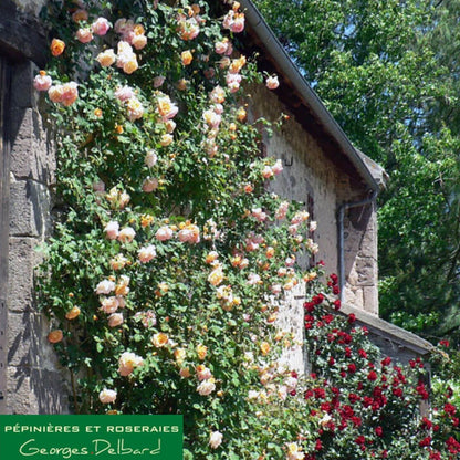 Parure D'or ®' Climbing Roses garden rose bushes potted or bare root plants