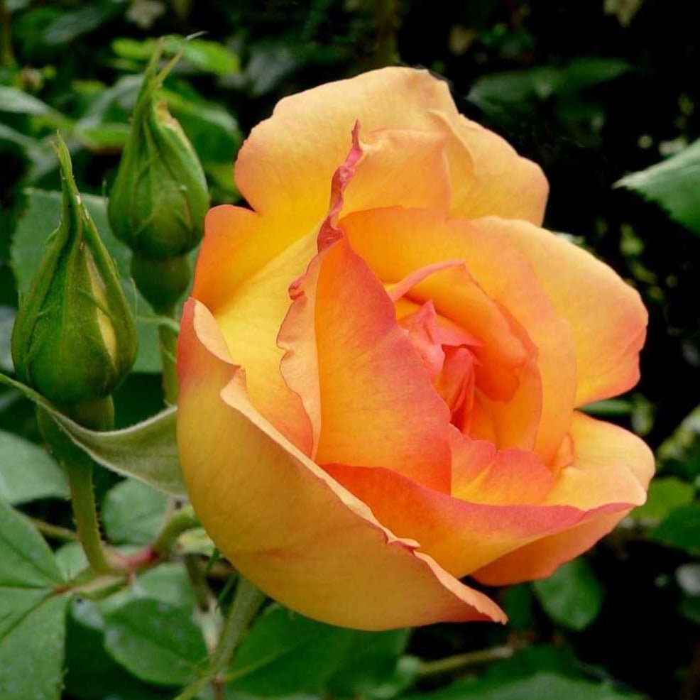 Parure D'or ®' Climbing Roses garden rose bushes potted or bare root plants
