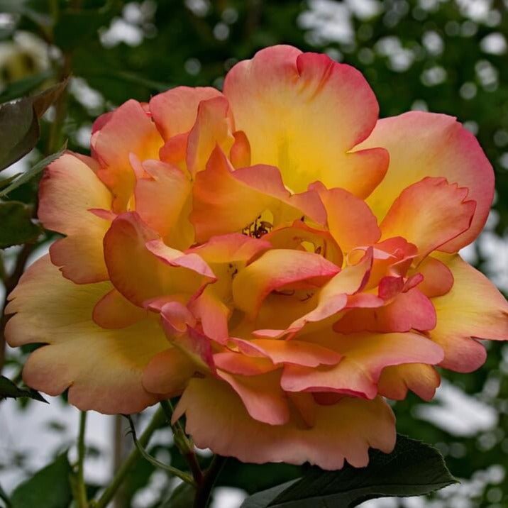 Parure D'or ®' Climbing Roses garden rose bushes potted or bare root plants