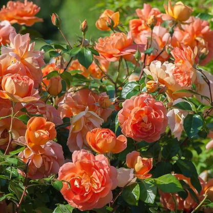 Pat Austin ® Floribunda Roses garden rose bushes potted or bare root plants