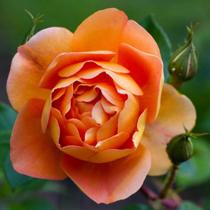 Pat Austin ® Floribunda Roses garden rose bushes potted or bare root plants