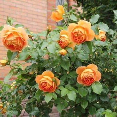 Pat Austin ® Floribunda Roses garden rose bushes potted or bare root plants