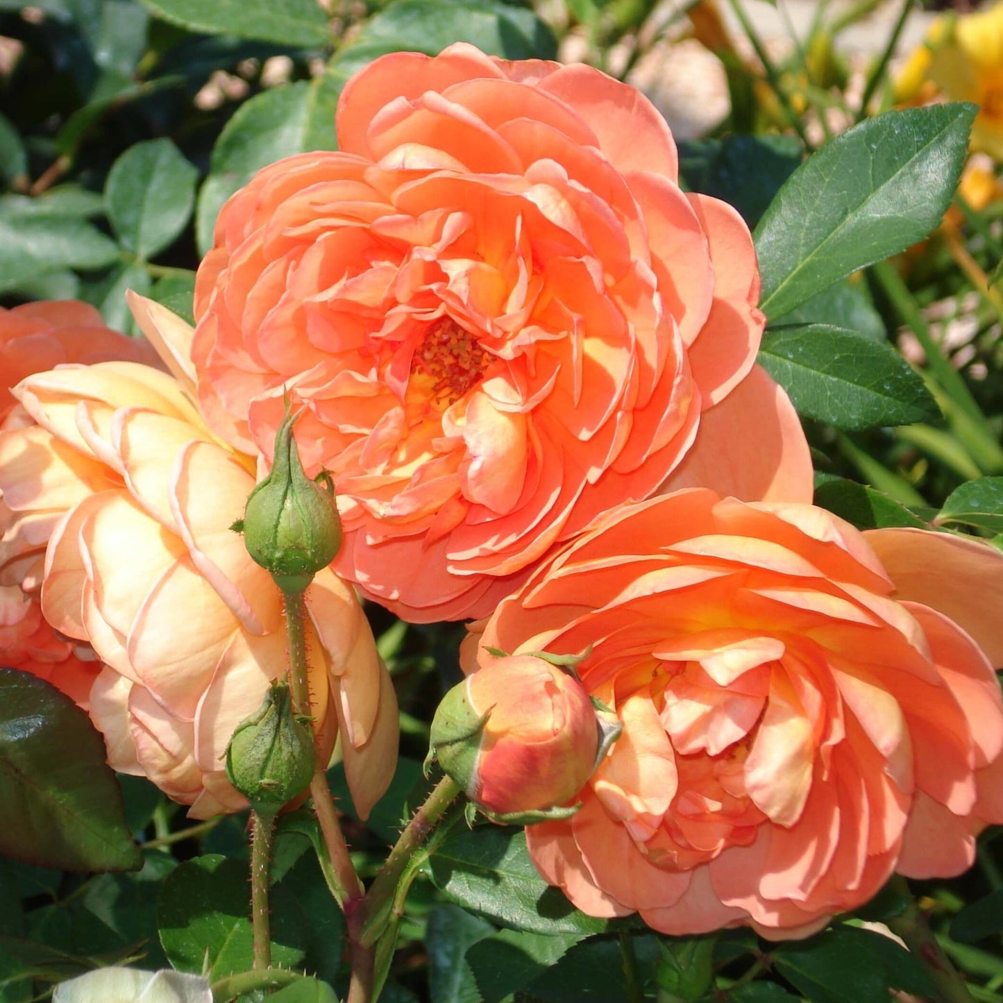 Pat Austin ® Floribunda Roses garden rose bushes potted or bare root plants