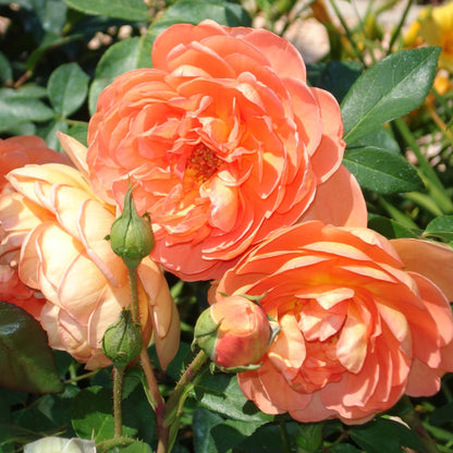 Pat Austin ® Floribunda Roses garden rose bushes potted or bare root plants