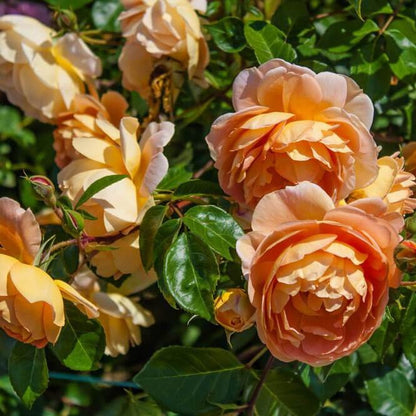Pat Austin ® Floribunda Roses garden rose bushes potted or bare root plants
