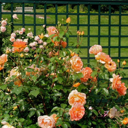 Pat Austin ® Floribunda Roses garden rose bushes potted or bare root plants