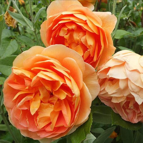 Pat Austin ® Floribunda Roses garden rose bushes potted or bare root plants