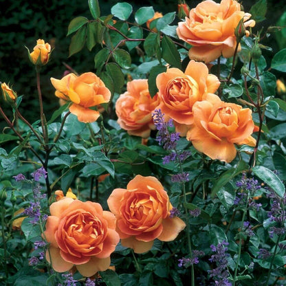 Pat Austin ® Floribunda Roses garden rose bushes potted or bare root plants