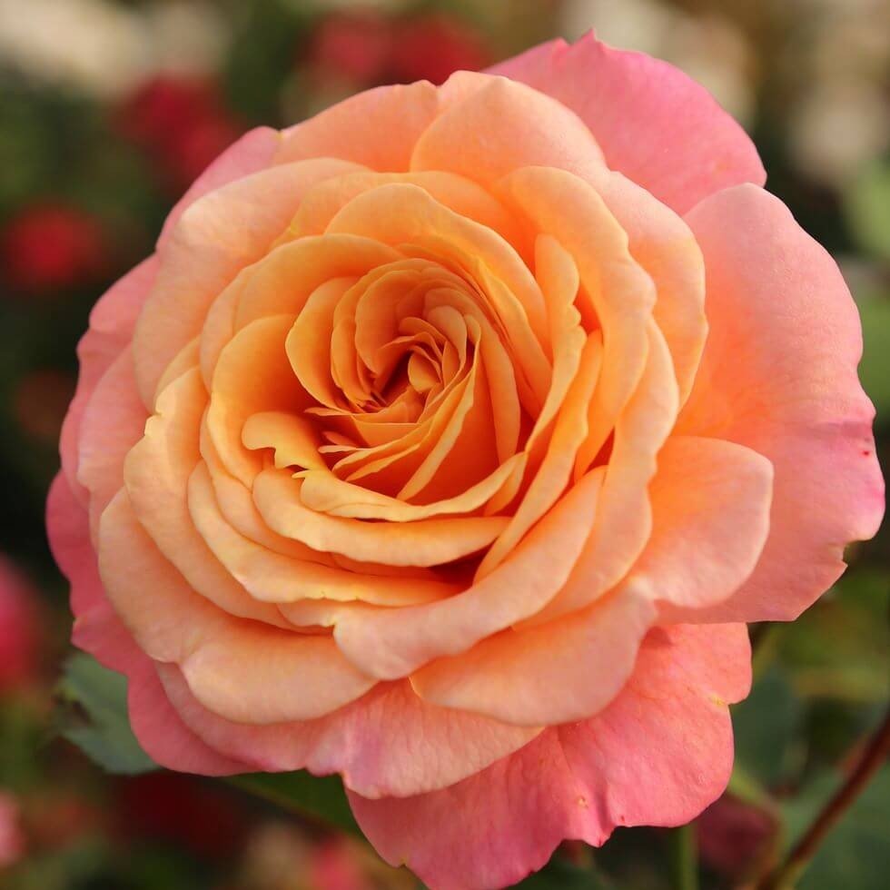 PEACH MELBA ®' Climbing Roses garden rose bushes potted or bare root plants