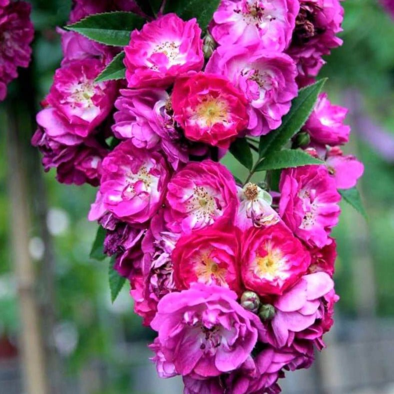 Perennial Blue ® Climbing Roses garden rose bushes potted or bare root plants