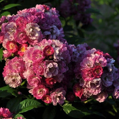 Perennial Blue ® Climbing Roses garden rose bushes potted or bare root plants