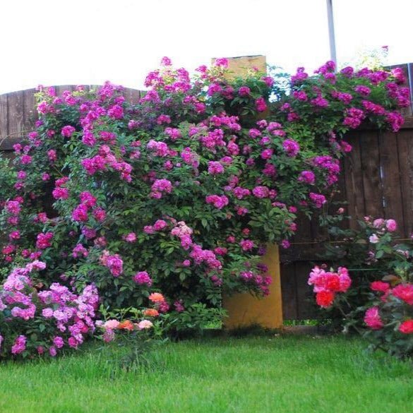 Perennial Blue ® Climbing Roses garden rose bushes potted or bare root plants