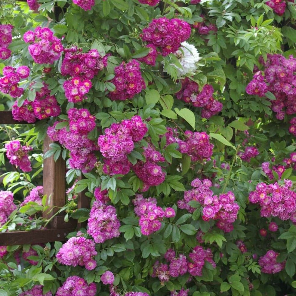 Perennial Blue ® Climbing Roses garden rose bushes potted or bare root plants