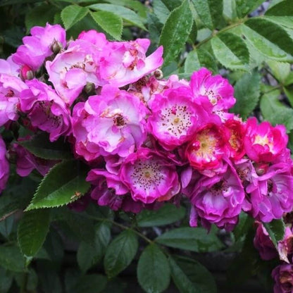 Perennial Blue ® Climbing Roses garden rose bushes potted or bare root plants