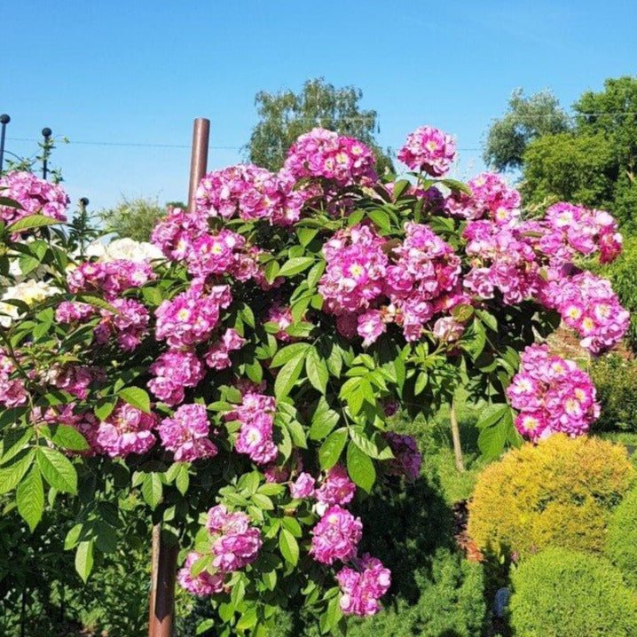 Perennial Blue ® Climbing Roses garden rose bushes potted or bare root plants