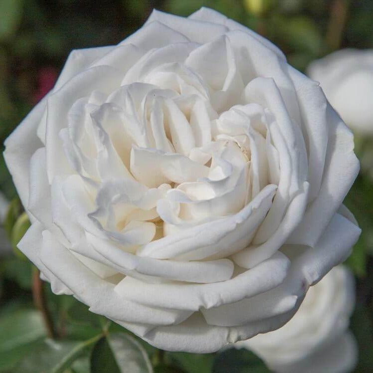 Pierre Arditi ® Hybrid Tea Roses garden rose bushes potted or bare root plants
