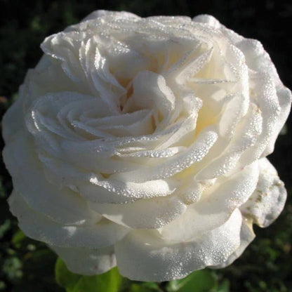 Pierre Arditi ® Hybrid Tea Roses garden rose bushes potted or bare root plants