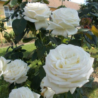 Pierre Arditi ® Hybrid Tea Roses garden rose bushes potted or bare root plants