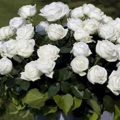 Pierre Arditi ® Hybrid Tea Roses garden rose bushes potted or bare root plants