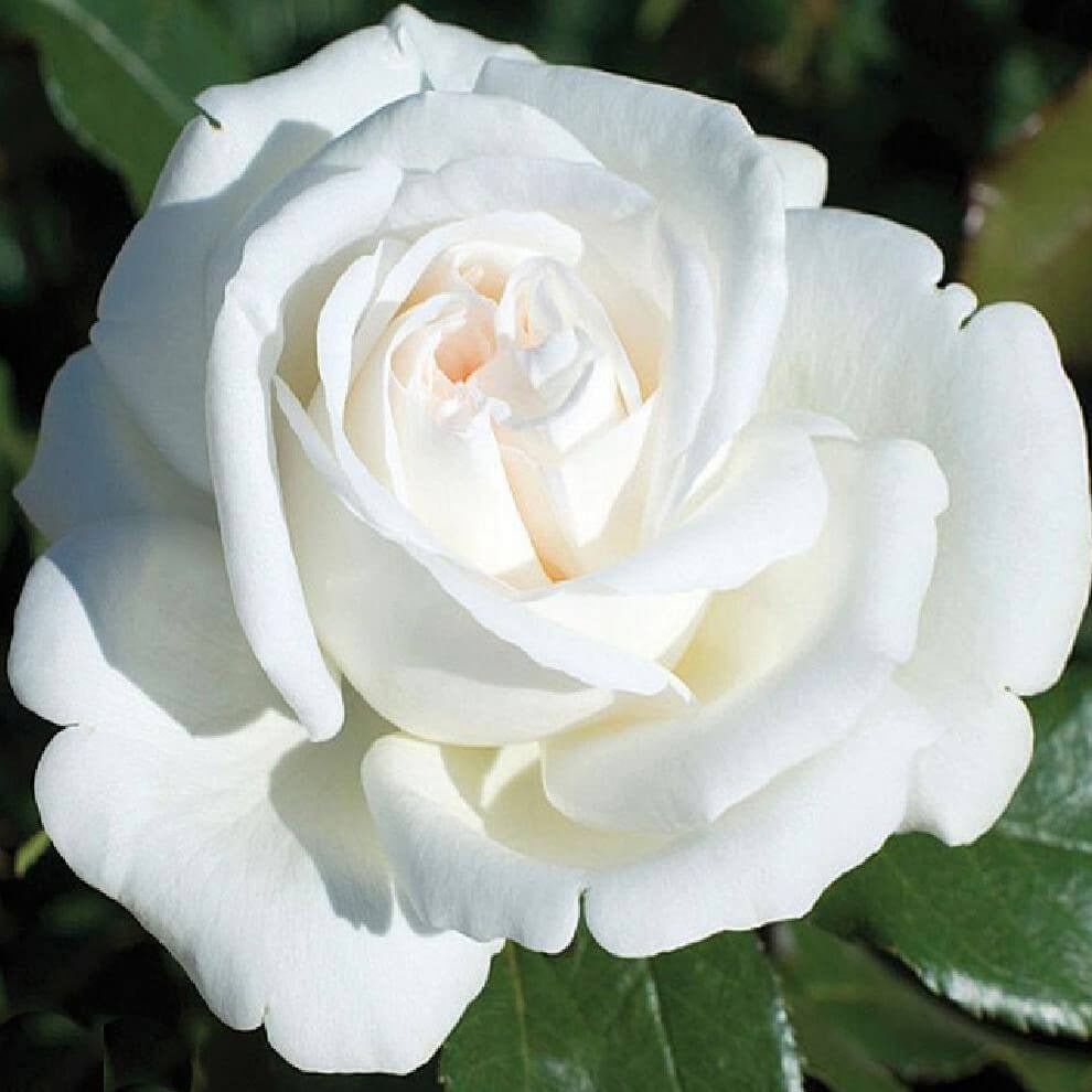 Pierre Arditi ® Hybrid Tea Roses garden rose bushes potted or bare root plants