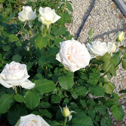 Pierre Arditi ® Hybrid Tea Roses garden rose bushes potted or bare root plants