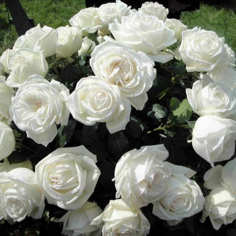 Pierre Arditi ® Hybrid Tea Roses garden rose bushes potted or bare root plants