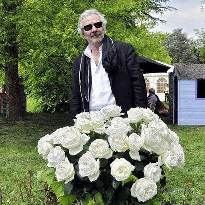 Pierre Arditi ® Hybrid Tea Roses garden rose bushes potted or bare root plants