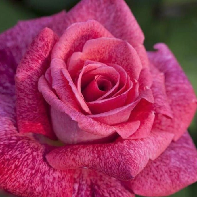 Pierre Cardin ® Hybrid Tea Roses garden rose bushes potted or bare root plants
