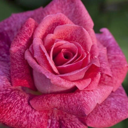 Pierre Cardin ® Hybrid Tea Roses garden rose bushes potted or bare root plants