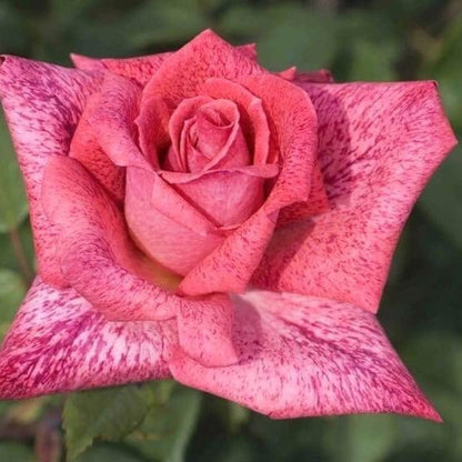 Pierre Cardin ® Hybrid Tea Roses garden rose bushes potted or bare root plants