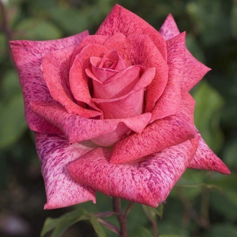 Pierre Cardin ® Hybrid Tea Roses garden rose bushes potted or bare root plants