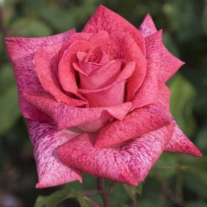 Pierre Cardin ® Hybrid Tea Roses garden rose bushes potted or bare root plants