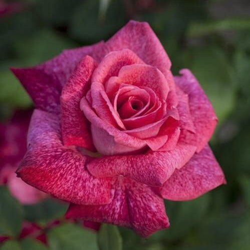 Pierre Cardin ® Hybrid Tea Roses garden rose bushes potted or bare root plants