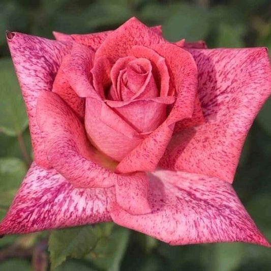 Pierre Cardin ® Hybrid Tea Roses garden rose bushes potted or bare root plants