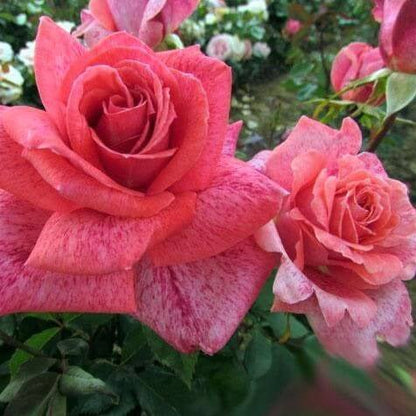 Pierre Cardin ® Hybrid Tea Roses garden rose bushes potted or bare root plants