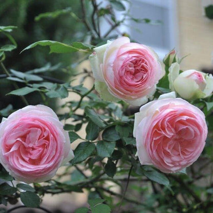 Pierre de Ronsard (Eden Rose) ® Climbing Rose garden rose bushes potted or bare root plants