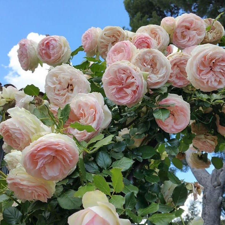 Pierre de Ronsard (Eden Rose) ® Climbing Rose garden rose bushes potted or bare root plants