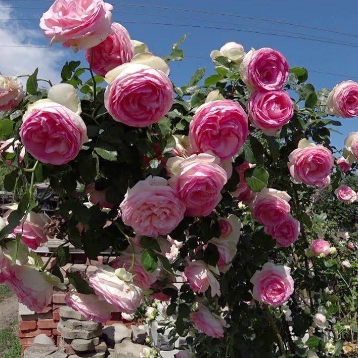 Pierre de Ronsard (Eden Rose) ® Climbing Rose garden rose bushes potted or bare root plants