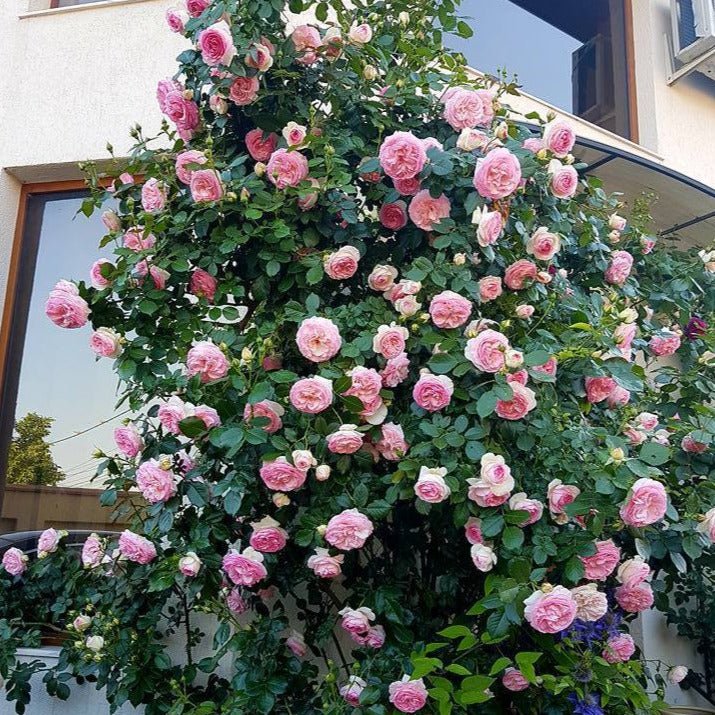 Pierre de Ronsard (Eden Rose) ® Climbing Rose garden rose bushes potted or bare root plants