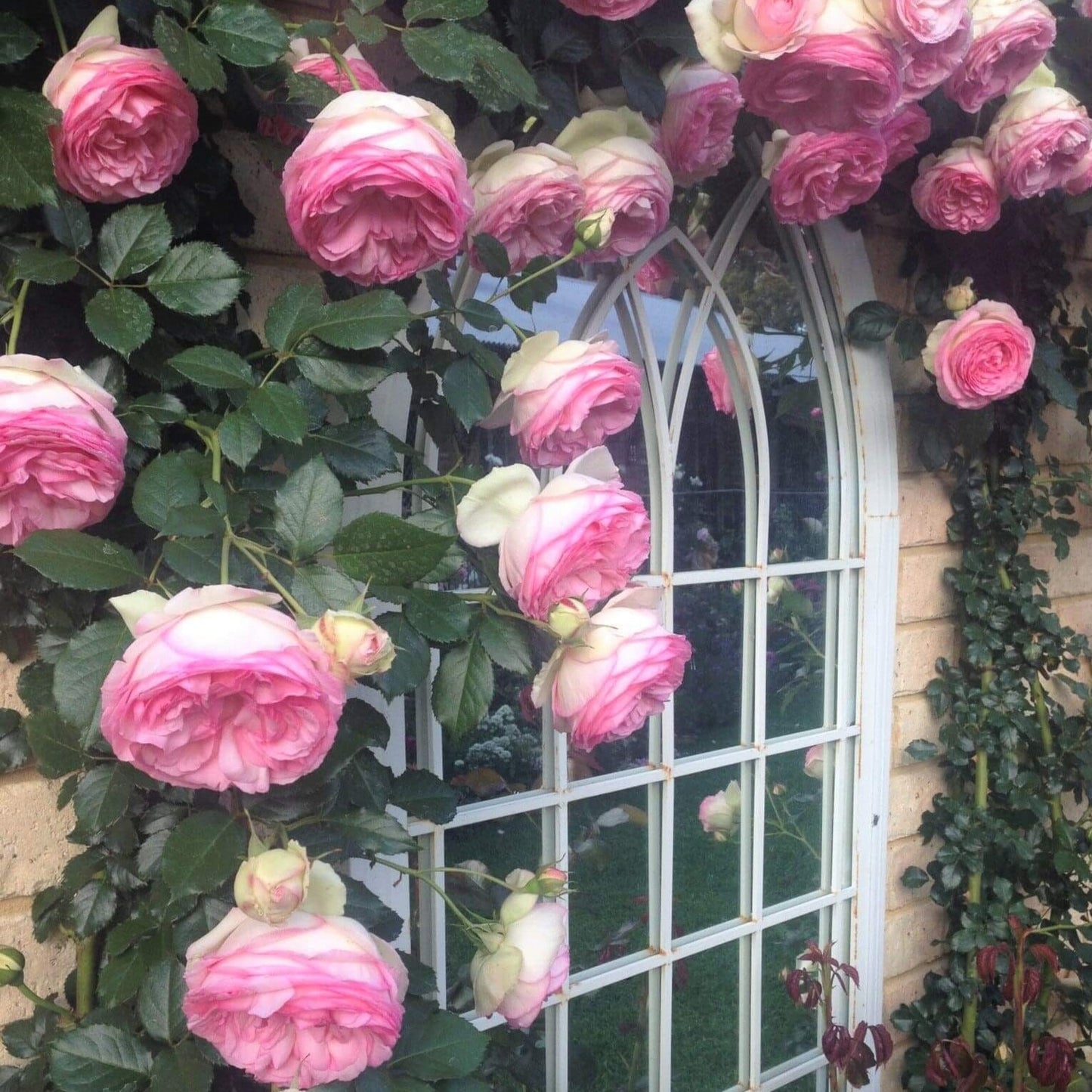 Pierre de Ronsard (Eden Rose) ® Climbing Rose garden rose bushes potted or bare root plants