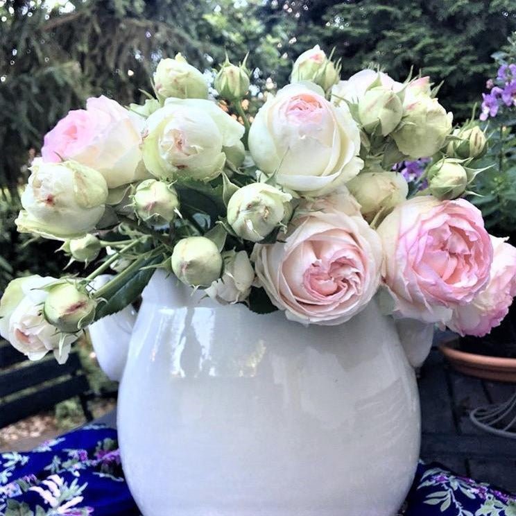 Pierre de Ronsard (Eden Rose) ® Climbing Rose garden rose bushes potted or bare root plants