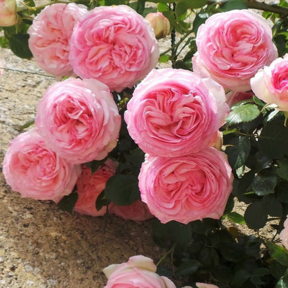 Pierre de Ronsard (Eden Rose) ® Climbing Rose garden rose bushes potted or bare root plants