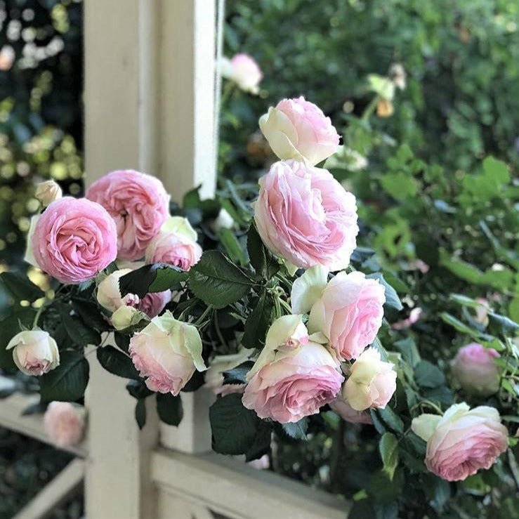 Pierre de Ronsard (Eden Rose) ® Climbing Rose garden rose bushes potted or bare root plants