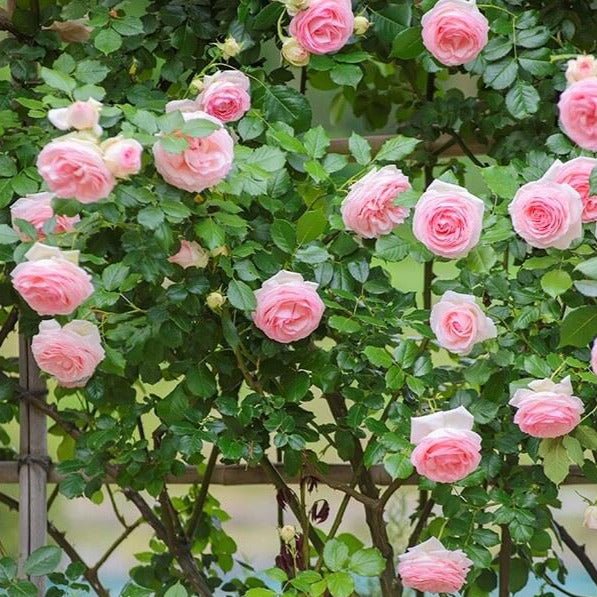 Pierre de Ronsard (Eden Rose) ® Climbing Rose garden rose bushes potted or bare root plants