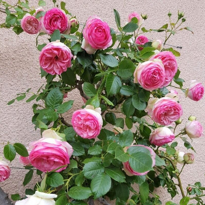 Pierre de Ronsard (Eden Rose) ® Climbing Rose garden rose bushes potted or bare root plants