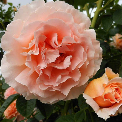 POLKA ® Climbing Roses garden rose bushes potted or bare root plants